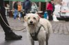 Fotos von Menschen und Hunden