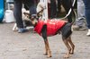 Fotos von Menschen und Hunden