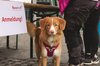 Fotos von Menschen und Hunden