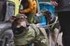 Fotos von Menschen und Hunden