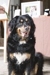 Portrait Hund