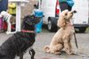Fotos von Menschen und Hunden