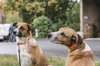 Fotos von Menschen und Hunden