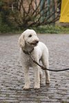 Fotos von Menschen und Hunden