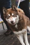 Portrait Hund