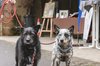 Fotos von Menschen und Hunden