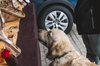 Fotos von Menschen und Hunden