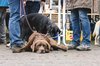 Fotos von Menschen und Hunden