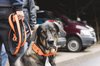 Fotos von Menschen und Hunden