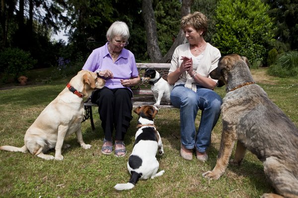 Hundebesuchsdienst