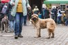 Fotos von Menschen und Hunden
