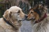 Fotos von Menschen und Hunden