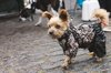 Fotos von Menschen und Hunden